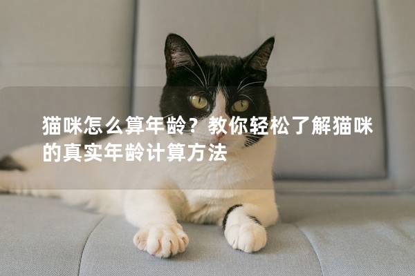 貓咪怎么算年齡？教你輕松了解貓咪的真實(shí)年齡計(jì)算方法
