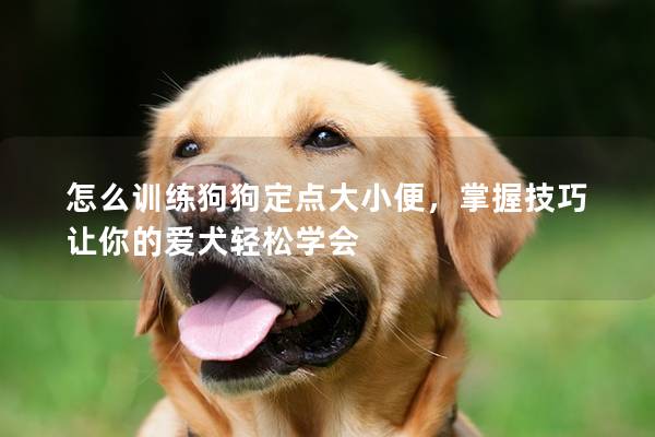 怎么訓(xùn)練狗狗定點(diǎn)大小便，掌握技巧讓你的愛犬輕松學(xué)會