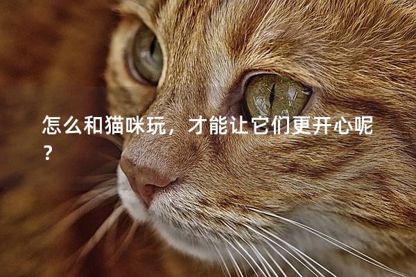 怎么和貓咪玩，才能讓它們更開心呢？