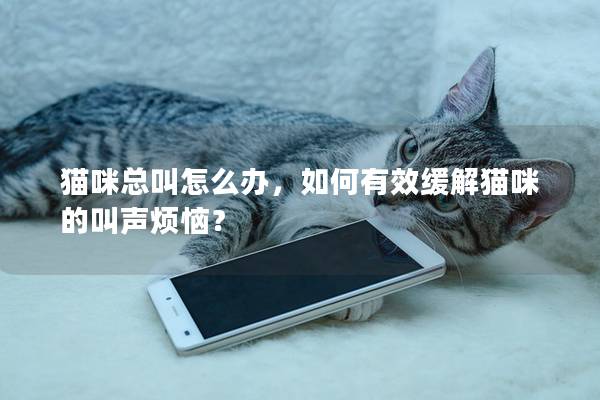 貓咪總叫怎么辦，如何有效緩解貓咪的叫聲煩惱？