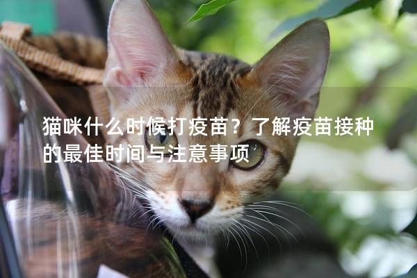 貓咪什么時候打疫苗？了解疫苗接種的最佳時間與注意事項