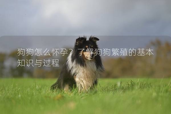 狗狗怎么懷孕？了解狗狗繁殖的基本知識(shí)與過(guò)程