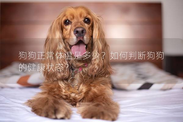 狗狗正常體溫是多少？如何判斷狗狗的健康狀態？