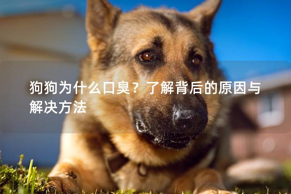 狗狗為什么口臭？了解背后的原因與解決方法