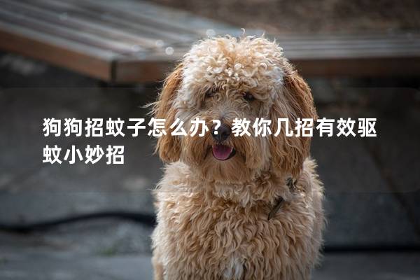 狗狗招蚊子怎么辦？教你幾招有效驅蚊小妙招