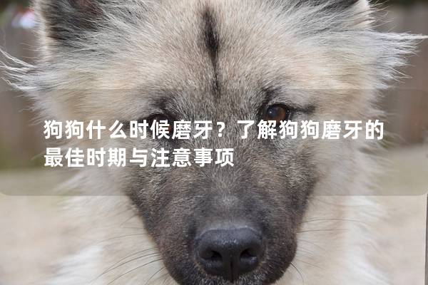 狗狗什么時(shí)候磨牙？了解狗狗磨牙的最佳時(shí)期與注意事項(xiàng)