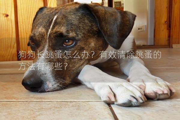 狗狗長跳蚤怎么辦？有效清除跳蚤的方法有哪些？