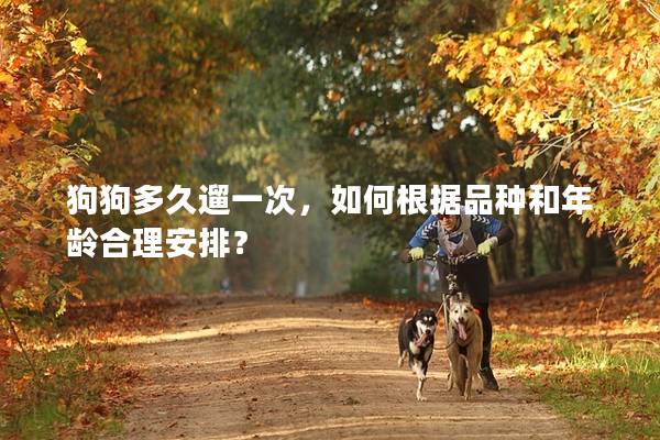 狗狗多久遛一次，如何根據(jù)品種和年齡合理安排？