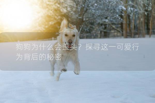 狗狗為什么會(huì)歪頭？探尋這一可愛(ài)行為背后的秘密