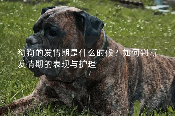 狗狗的發情期是什么時候？如何判斷發情期的表現與護理