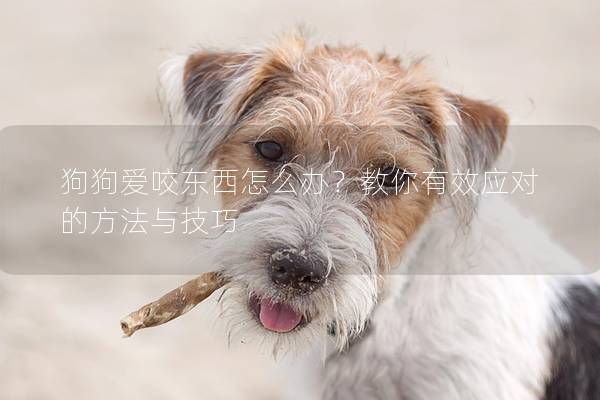 狗狗愛咬東西怎么辦？教你有效應(yīng)對的方法與技巧