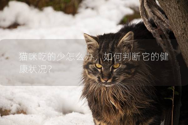 貓咪吃的少怎么辦，如何判斷它的健康狀況？