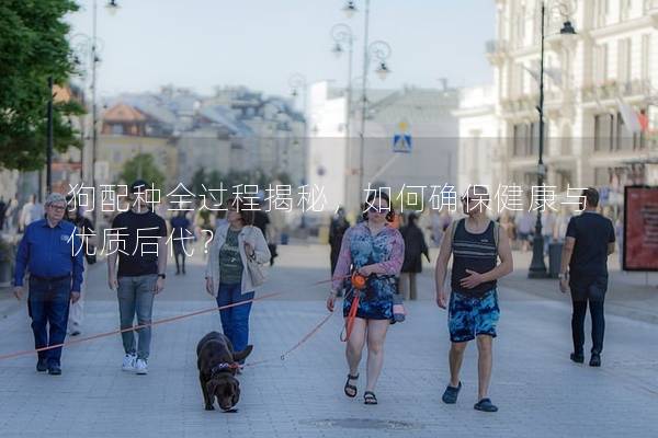 狗配種全過程揭秘，如何確保健康與優質后代？