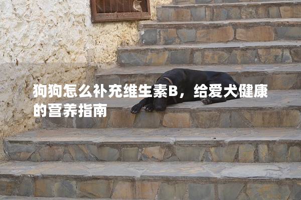 狗狗怎么補充維生素B，給愛犬健康的營養指南