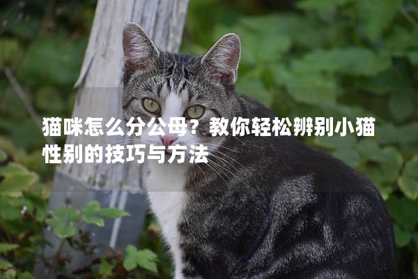 貓咪怎么分公母?教你輕松辨別小貓性別的技巧與方法 貓咪怎么分公母?教你輕松辨別小貓性別的技巧與方法