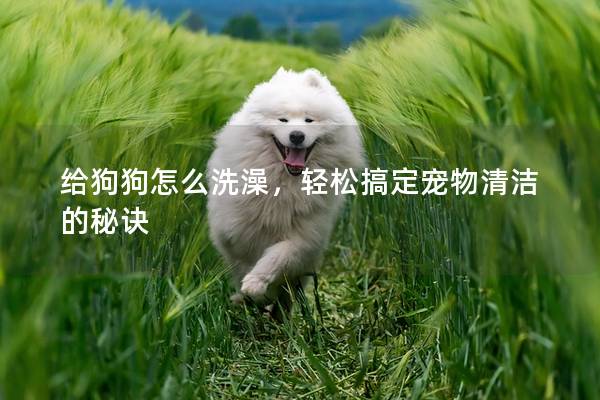 給狗狗怎么洗澡，輕松搞定寵物清潔的秘訣