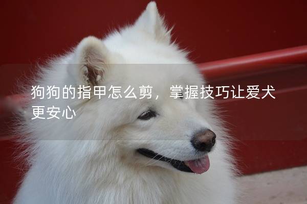 狗狗的指甲怎么剪，掌握技巧讓愛犬更安心