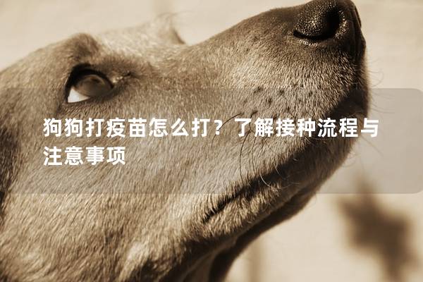 狗狗打疫苗怎么打？了解接種流程與注意事項