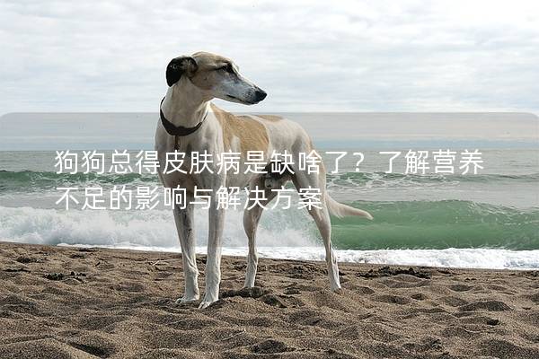 狗狗總得皮膚病是缺啥了？了解營養(yǎng)不足的影響與解決方案