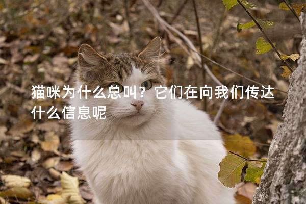 貓咪為什么總叫？它們在向我們傳達什么信息呢