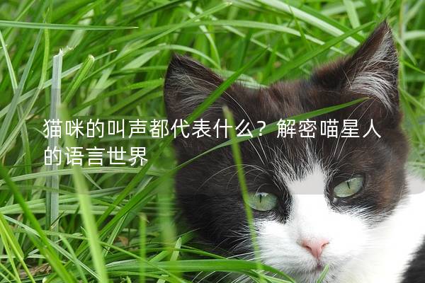 貓咪的叫聲都代表什么？解密喵星人的語言世界