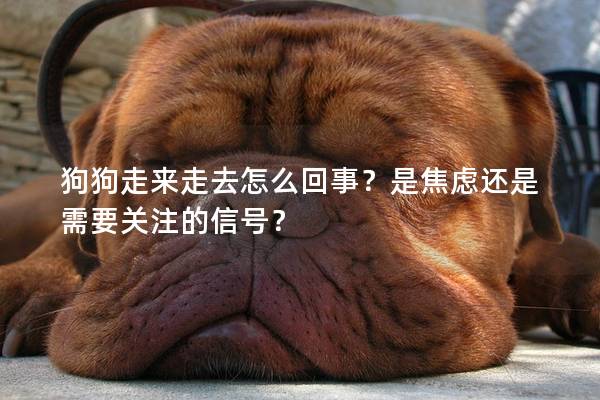狗狗走來(lái)走去怎么回事？是焦慮還是需要關(guān)注的信號(hào)？