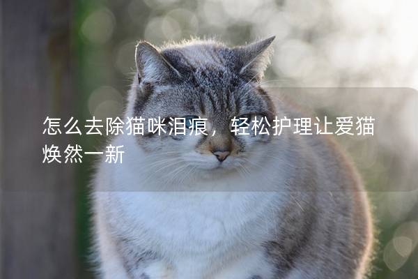 怎么去除貓咪淚痕，輕松護理讓愛貓煥然一新