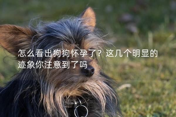 怎么看出狗狗懷孕了？這幾個(gè)明顯的跡象你注意到了嗎