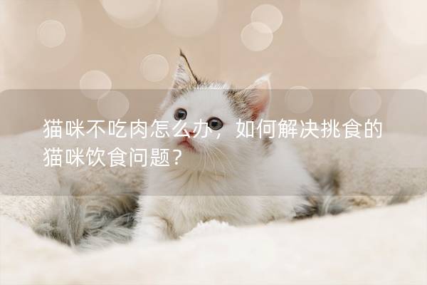 貓咪不吃肉怎么辦，如何解決挑食的貓咪飲食問題？