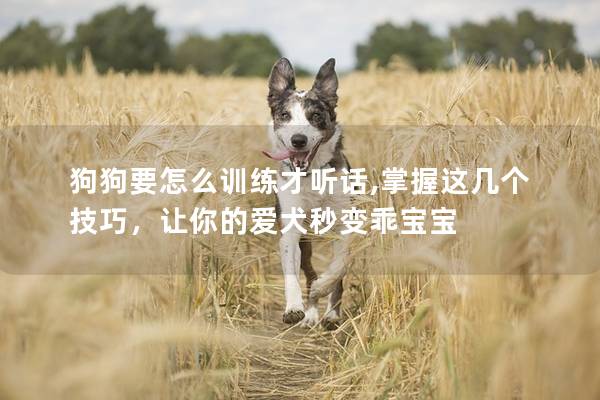 狗狗要怎么訓練才聽話,掌握這幾個技巧，讓你的愛犬秒變乖寶寶