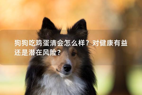狗狗吃雞蛋清會(huì)怎么樣？對(duì)健康有益還是潛在風(fēng)險(xiǎn)？