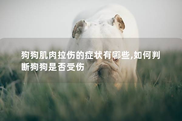 狗狗肌肉拉傷的癥狀有哪些,如何判斷狗狗是否受傷 狗狗肌肉拉傷的癥狀有哪些,如何判斷狗狗是否受傷