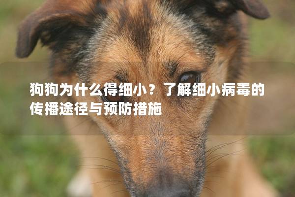 狗狗為什么得細小？了解細小病毒的傳播途徑與預(yù)防措施