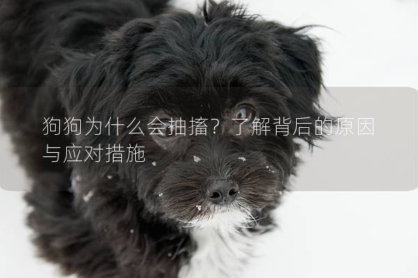 狗狗為什么會抽搐？了解背后的原因與應對措施