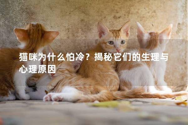 貓咪為什么怕冷？揭秘它們的生理與心理原因