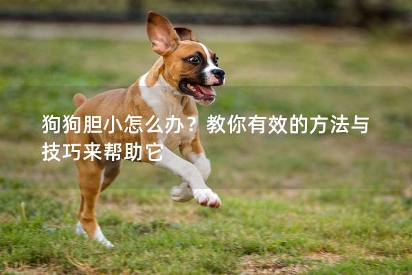 狗狗膽小怎么辦？教你有效的方法與技巧來幫助它