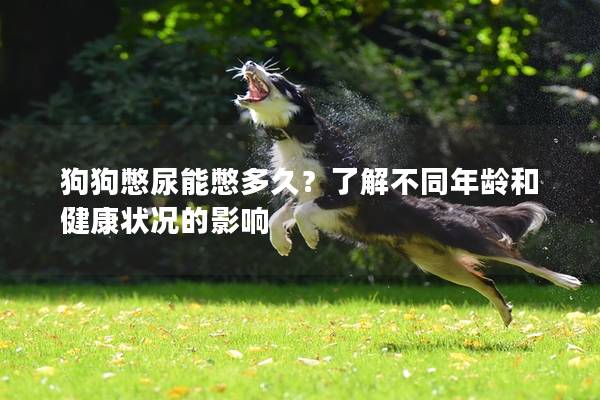狗狗憋尿能憋多久？了解不同年齡和健康狀況的影響