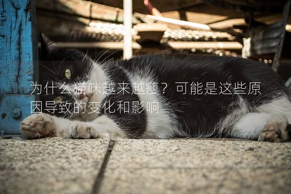為什么貓咪越來越瘦？可能是這些原因?qū)е碌淖兓陀绊?></em><p>為什么貓咪越來越瘦？可能是這些原因?qū)е碌淖兓陀绊?/p><span>2024-11-29</span></a></li><li><a title=