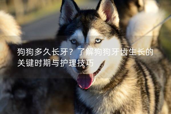 狗狗多久長牙？了解狗狗牙齒生長的關鍵時期與護理技巧