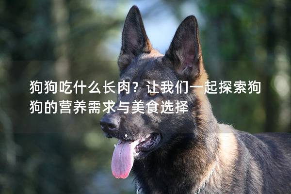 狗狗吃什么長肉？讓我們一起探索狗狗的營養(yǎng)需求與美食選擇