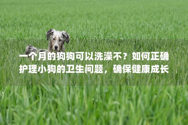 一個(gè)月的狗狗可以洗澡不？如何正確護(hù)理小狗的衛(wèi)生問題，確保健康成長