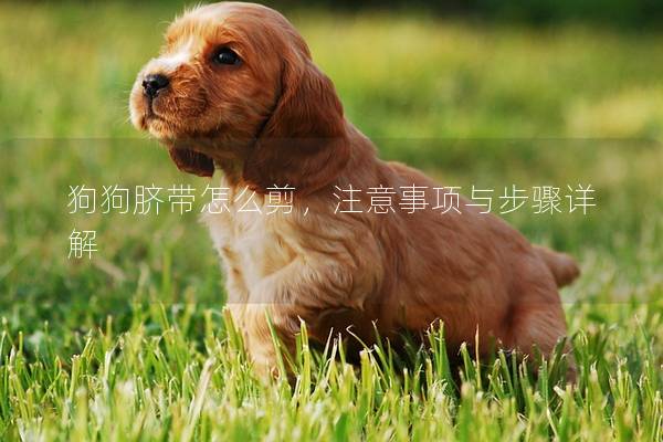 狗狗臍帶怎么剪，注意事項與步驟詳解