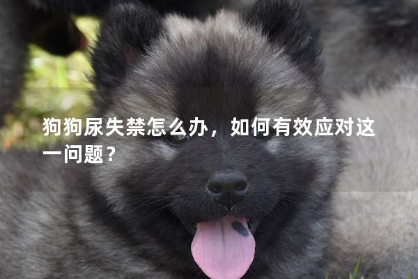狗狗尿失禁怎么辦，如何有效應(yīng)對這一問題？