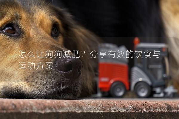 怎么讓狗狗減肥？分享有效的飲食與運動方案