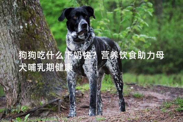 狗狗吃什么下奶快？營養飲食助力母犬哺乳期健康