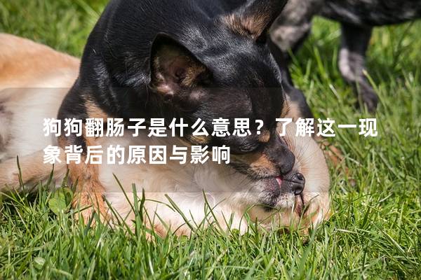 狗狗翻腸子是什么意思？了解這一現象背后的原因與影響