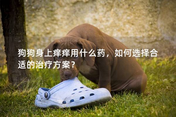 狗狗身上癢癢用什么藥，如何選擇合適的治療方案？