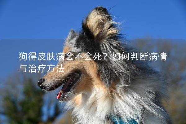 狗得皮膚病會不會死?如何判斷病情與治療方法 狗得皮膚病會不會死?如何判斷病情與治療方法