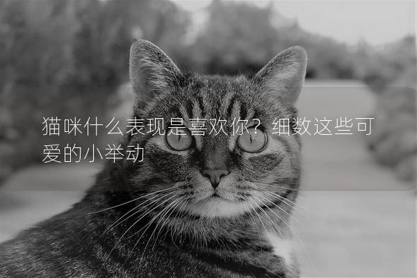 貓咪什么表現是喜歡你？細數這些可愛的小舉動