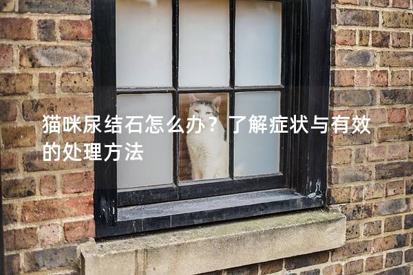 貓咪尿結石怎么辦？了解癥狀與有效的處理方法